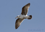 Western  Gull