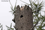 Northern Saw-whet Owl cavity