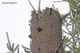 Northern Saw-whet Owl