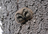Northern Saw-whet Owl
