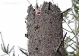 Northern Saw-whet Owl in cavity