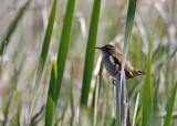 Marsh Wren, in its home sweet home