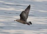 Thayers Gull (1st cycle)