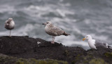 Herring Gull, potential for first-cycle Vega Herring Gull