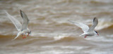 Common Terns... note the bands