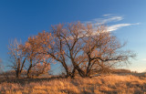 Autumn Tree, Saskatoon, 2007