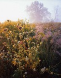 Glacial Park, McHenry County, IL