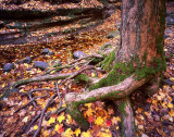 37 Mathiessen State Park, IL