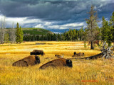 Afternoon siesta, Yellowstone.jpg