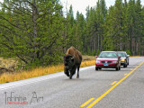 Blocking the traffic, Yellowstone.jpg