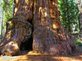 Sequoia tree, Sequoia NP.jpg