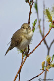 Lu grosso-Willow Warbler  (Phylloscopus trochilus)