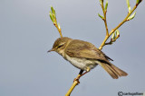 Lu grosso-Willow Warbler  (Phylloscopus trochilus)