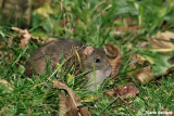 Ratto delle chiaviche-Brown rat  ( Rattus norvegicus )