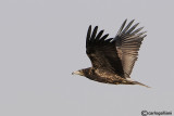 Capovaccaio- Egyptian Vulture (Neophron percnopterus)
