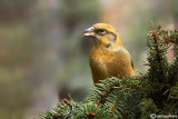 Crociere- Common Crossbill (Loxia curvirostra)