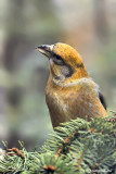 Crociere- Common Crossbill (Loxia curvirostra)