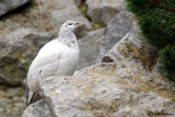 Pernice bianca (Lagopus mutus)