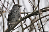 Storno -Starling (Sturnus vulgaris)