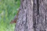 Scoiattolo di persia -Persian squirrel  (Sciurus anomalus)