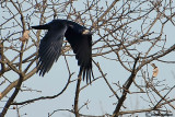 Corvo- Rook (Corvus frugilegus)