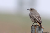 Codirosso spazzacamino-Black Redstart (Phoenicurus ochruros)