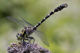 Onychogomphus forcipatus ssp. forcipatus male