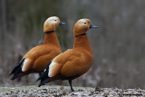 Casarca-Ruddy Shelduck (Tadorna ferruginea)
