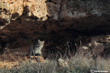Gatto selvatico-Wildcat  (Felis sylvestris)