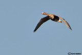 Oca lombardella-Greater White-fronted Goose (Anser albifrons)