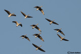 Oca lombardella-Greater White-fronted Goose (Anser albifrons)