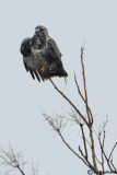 Poiana calzata (Buteo lagopus)