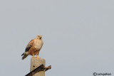 Poiana codabianca -Long-legged Buzzard (Buteo rufinus)