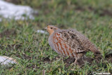 Starna-Grey Partridge (Perdix perdix)