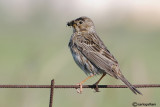 Strillozzo- Corn Bunting (Emberiza calandra)