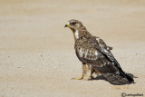 Falco pecchiaiolo -Honey Buzzard (Pernis apivorus)
