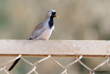 Tortora mascherata-Namaqua Dove (Oena capensis