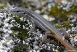 Acantodattilo codarossa- Spiny-footed Lizard (Acanthodactylus erythrurus)