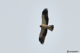 Aquila minore- Booted Eagle (Aquila pennata)