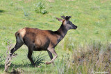 Cervo-Red deer (Cervus elaphus)