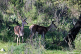 Cervo-Red deer (Cervus elaphus)