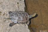 Clemnide iberica-Spanish Terrapin  (Mauremys caspica)