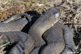 Colubro lacertino- Montpellier Snake (Malpolon monspessulanus)
