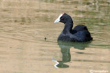 Folaga crestata-Crested Coot  (Fulica cristata)