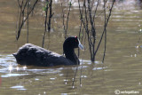 Folaga crestata-Crested Coot  (Fulica cristata)