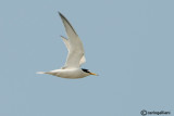 Fraticello-Little Tern  (Sterna albifrons)