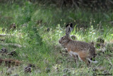 Lepre Iberica-Granada Hare (Lepus granatensis)