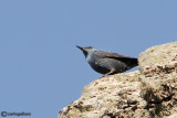 Passero solitario-Blue Rock Thrush (Monticola solitarius)