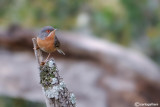 Sterpazzolina-Subalpine Warbler (Sylvia cantillans)