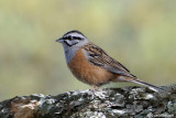 Zigolo muciatto- Rock Bunting (Emberiza cia)